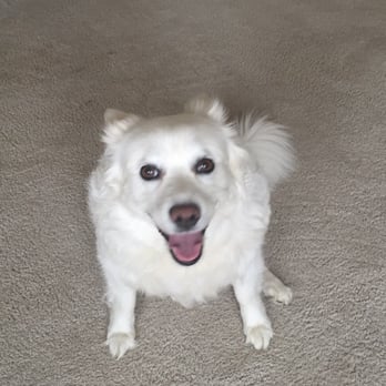 Somerset Dog Grooming - Rhylee before haircut! - Pet Groomers Near Me - Troy, Michigan Somerset Dog Grooming - Rhylee before haircut! - Pet Groomers Near Me - Troy, Michigan