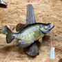 Photo of Brehm Taxidermy