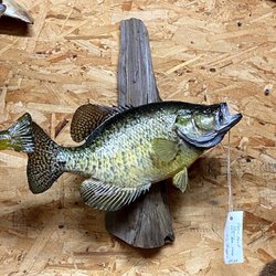 Brehm Taxidermy - Beautiful catch!