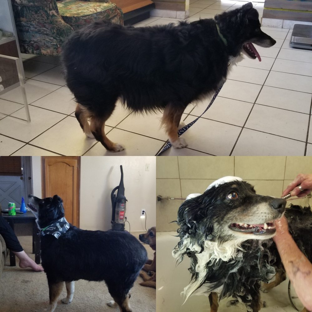 A CUT ABOVE Updated September 2024 12 Reviews 15358 7th St, Victorville, California Pet