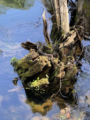 Manatee Springs by null