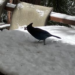 Bluejay digging for a nut in the snow Bluejay digging for a nut in the snow