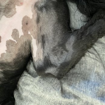 Paw Prints Grooming Center - Her back legs and tummy area. - Pet Groomers Near Me - Madison, Tennessee Paw Prints Grooming Center - Her back legs and tummy area. - Pet Groomers Near Me - Madison, Tennessee