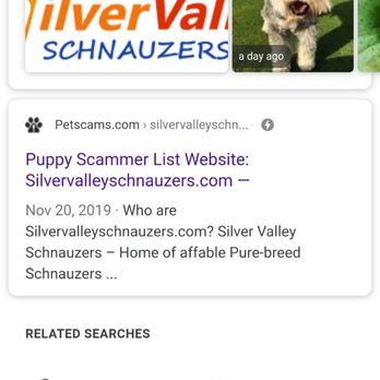 Silver Valley Schnauzers - Pet Breeders Near Me Silver Valley Schnauzers - Pet Breeders Near Me