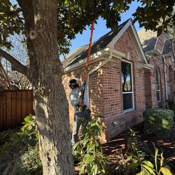 Tree M.D.'s - Tree Services Near Me - McKinney, Texas Tree M.D.'s - Tree Services Near Me - McKinney, Texas