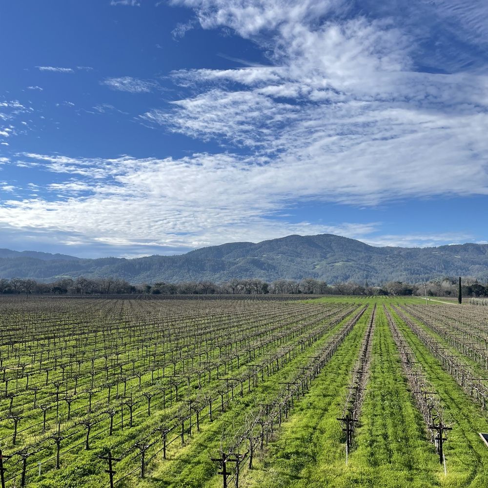 Round Pond Estate Winery - Wineries Near Me - Rutherford, California Round Pond Estate Winery - Wineries Near Me - Rutherford, California