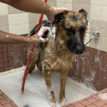 Pet Food Express - Big guy getting squeaky clean! - Pet Stores Near Me - Davis, California