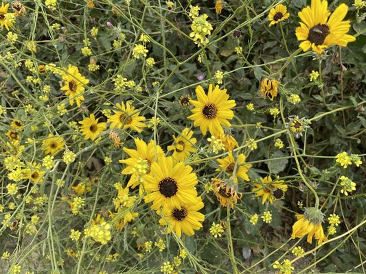 Ascot Hills Park by null