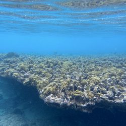 Snorkel Bob's Napili - Reef in Napili Bay