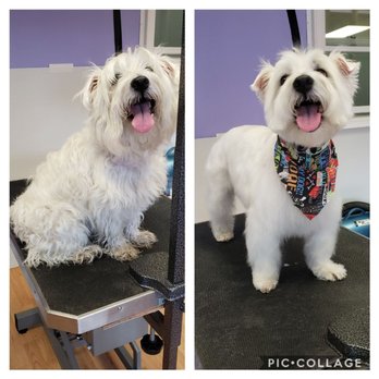 Handy Cuts Grooming - Dipsey....sweetest Westie! - Pet Groomers Near Me - Durhamville, New York Handy Cuts Grooming - Dipsey....sweetest Westie! - Pet Groomers Near Me - Durhamville, New York
