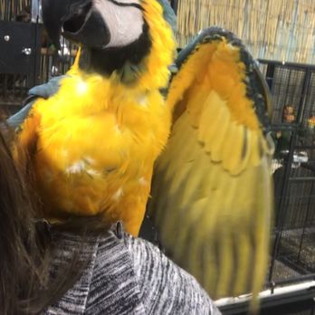 Birdmans Parrots - Pet Stores Near Me - Des Plaines, Illinois