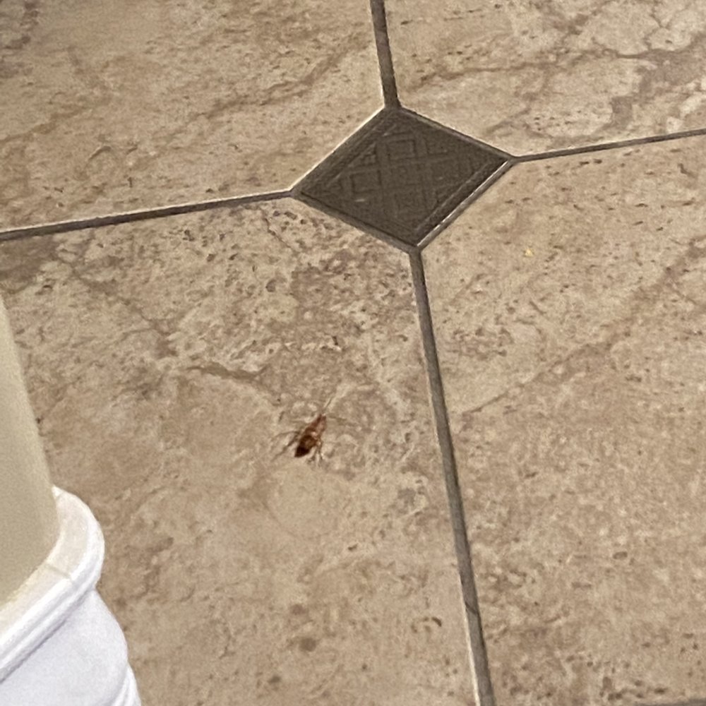 Bellasera Hotel & Suites Paso Robles, Tapestry by Hilton - Dead Cockroach on kitchen floor - Hotels Near Me - Paso Robles, California