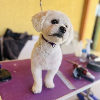 Danielle Grooms - Haircut - Pet Groomers Near Me - Colorado Springs, Colorado Danielle Grooms - Haircut - Pet Groomers Near Me - Colorado Springs, Colorado