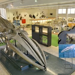 Aquarium-Muséum Universitaire de Liège - Squelette d'un rorqual commun (baleine) - 19 mètres de longueur