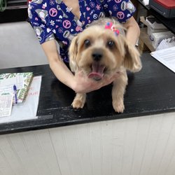 Pampered Paws