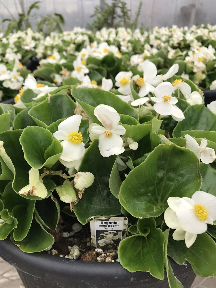 JADE GARDENS AND GREENHOUSES Updated September 2024 36 Photos