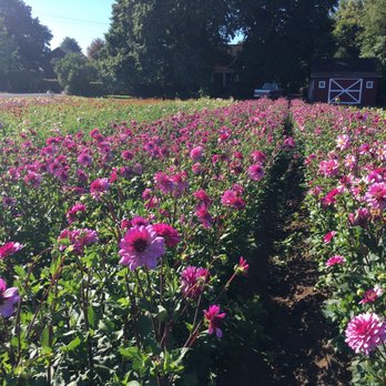 Swan Island Dahlias - Nurseries & Gardening Near Me - Canby, Oregon