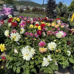 Pablo's Gardener Services