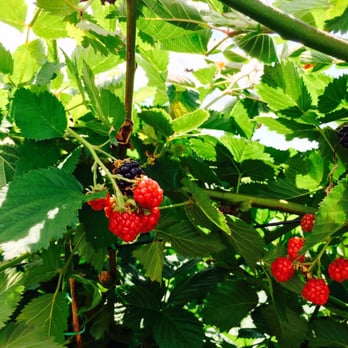 Ochs Orchard - Blackberries. - Fruits & Veggies Near Me - Warwick, New York Ochs Orchard - Blackberries. - Fruits & Veggies Near Me - Warwick, New York