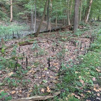Babb Run Park - Not sure what these things are but they were very uniform and kinda creepy. - Parks Near Me - Cuyahoga Falls, Ohio Babb Run Park - Not sure what these things are but they were very uniform and kinda creepy. - Parks Near Me - Cuyahoga Falls, Ohio