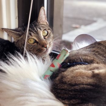 NEKO: A Cat Cafe - Themed Cafes Near Me - Seattle, Washington NEKO: A Cat Cafe - Themed Cafes Near Me - Seattle, Washington