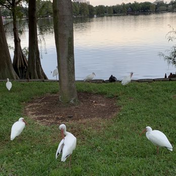 Lake Eola Park - The ducks - Parks Near Me - Orlando, Florida