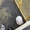 Jack's Travelling Petting & Pony Farm gift card