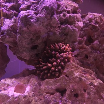 The Reef Farm - Aquarium Services Near Me - Raleigh, North Carolina