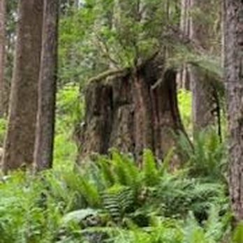 Cherry Creek Falls Trail - Hiking Near Me - Duvall, Washington