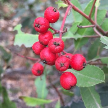 Walnut Creek Park - Photogenic berries (or whatever they are) - Hiking Near Me - San Dimas, California Walnut Creek Park - Photogenic berries (or whatever they are) - Hiking Near Me - San Dimas, California