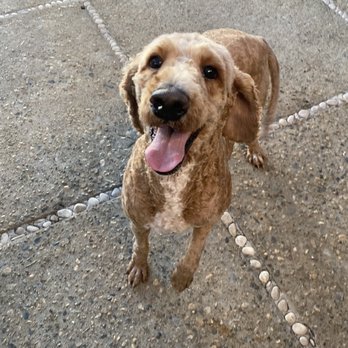 Pawfect Express Pet Spa - Our new rescue female labradoodle first haircut - Pet Groomers Near Me - Montebello, California