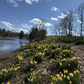 Laurel Ridge Daffodils - Parks Near Me - Litchfield, Connecticut