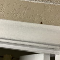 Bella Oasis Hotel & Spa - Cockroaches!