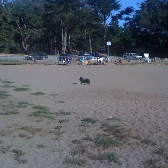 GGP Dog Training Area - Wookie fetching his ball. - Dog Parks Near Me - San Francisco, California GGP Dog Training Area - Wookie fetching his ball. - Dog Parks Near Me - San Francisco, California