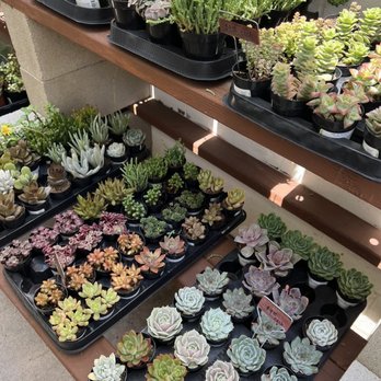 Botanica Shop and Studio - Always so organized - Nurseries & Gardening Near Me - San Diego, California Botanica Shop and Studio - Always so organized - Nurseries & Gardening Near Me - San Diego, California