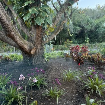 Farm & Flame - Ground Orchids in Farm & Flame garden - American Near Me - Vero Beach, Florida Farm & Flame - Ground Orchids in Farm & Flame garden - American Near Me - Vero Beach, Florida