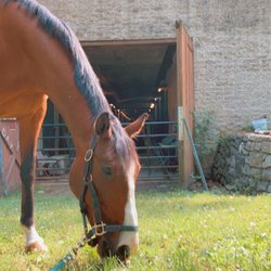 Northwestern Equestrian Facility