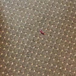 SureStay Plus Hotel by Best Western Lawton - Another bug