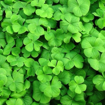 Irish Green Housekeeping - Home Cleaning Near Me Irish Green Housekeeping - Home Cleaning Near Me