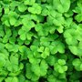 Photo of Irish Green Housekeeping