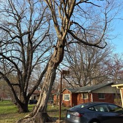 Munguia’s Tree Services & landscaping - The tree we had cut