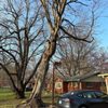 Munguia’s Tree Services & landscaping gift card