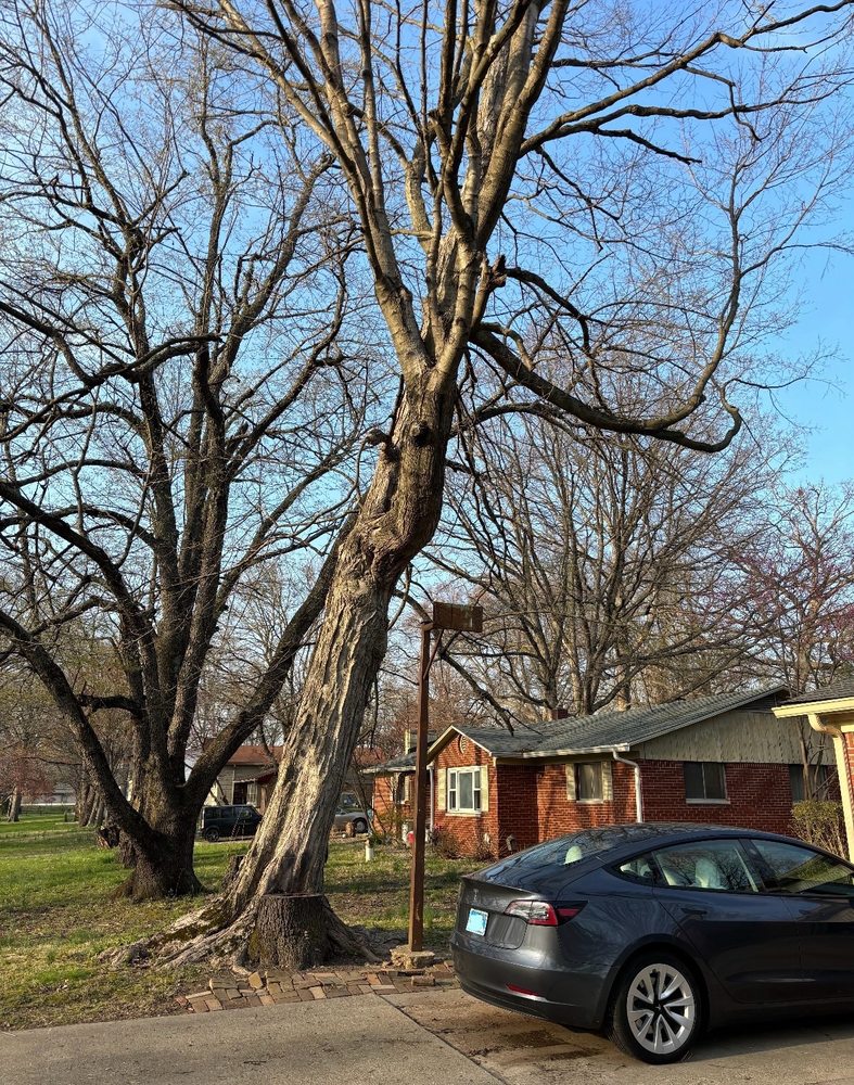 Munguia’s Tree Services & landscaping - tree service in Indianapolis, IN
