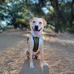 Almaden Quicksilver County Park - Dog friendly trails.