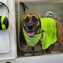 Photo of Aqua Doggy Pet Grooming