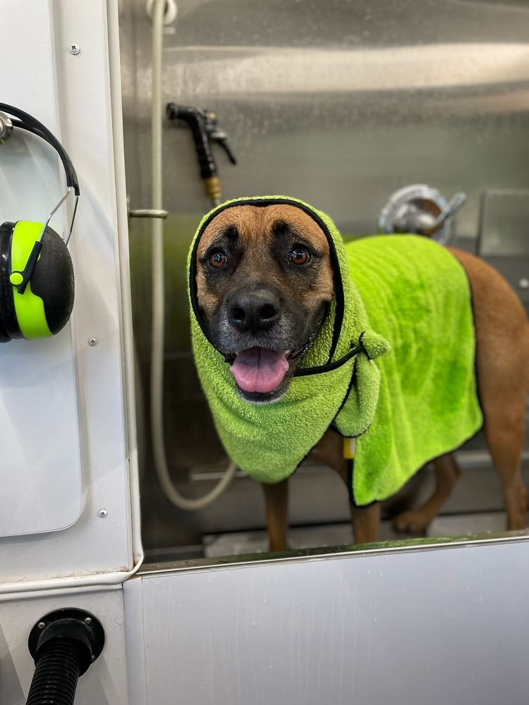 AQUA DOGGY PET GROOMING with reviews Updated September 2024 86 Photos & 10 Reviews