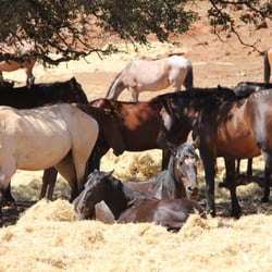 The Wild Horse Sanctuary - A nap in the straw is comfy, with many friends close by.
