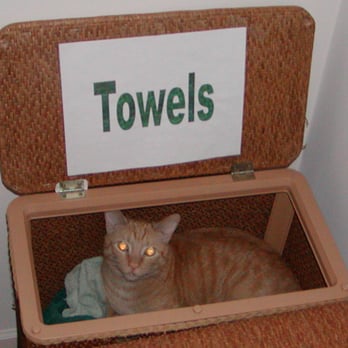 Sit & Stay Petsitting - My cat Louis always tried to help with laundry day! - Pet Sitting Near Me Sit & Stay Petsitting - My cat Louis always tried to help with laundry day! - Pet Sitting Near Me
