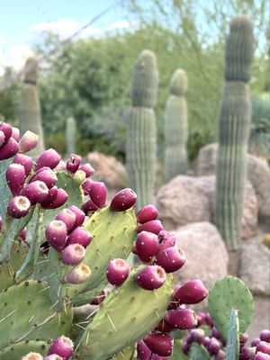 Desert Botanical Garden by null