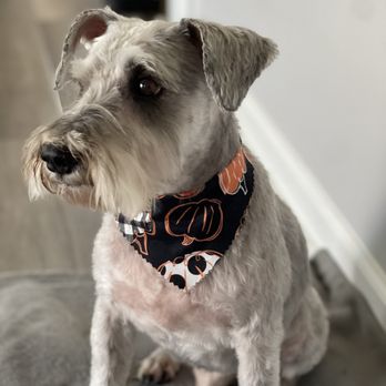 Paws Fur Grooming - My schnauzer - Pet Groomers Near Me - Holly Springs, North Carolina Paws Fur Grooming - My schnauzer - Pet Groomers Near Me - Holly Springs, North Carolina